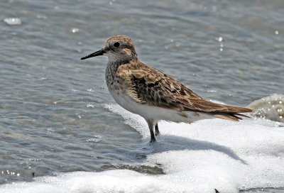 Bairds Sandpiper