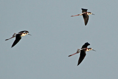 Black-necked Stilt