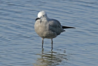 Gray Gull