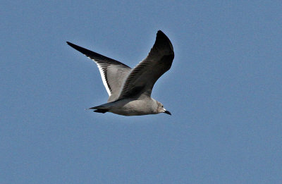 Gray Gull