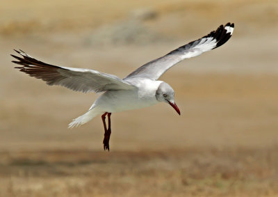 Gray-hooded Gull