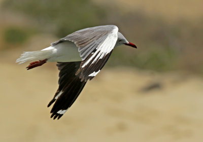 Gray-hooded Gull