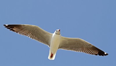 Gray-hooded Gull