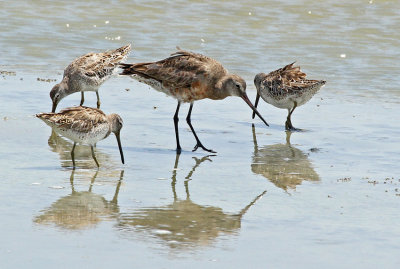 Hudsonian Godwit