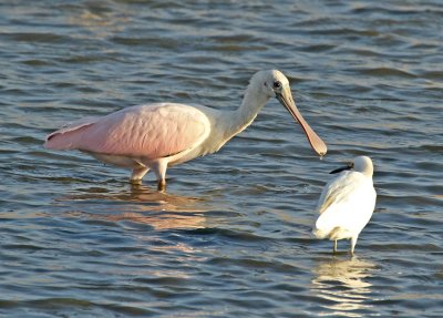 Roseate Spoonbill