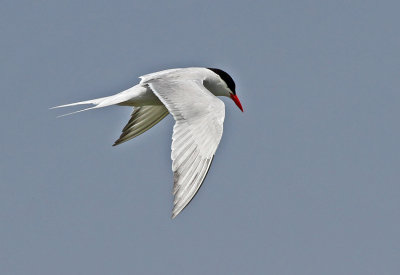 South American Tern