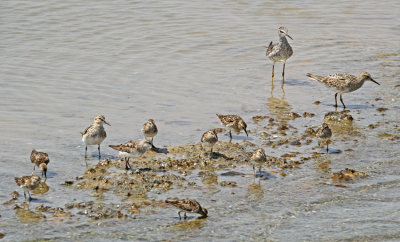 Waders at Pacoa