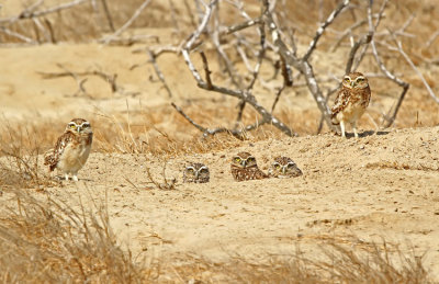 Burrowing Owl