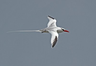 Red-billed Tropicbird