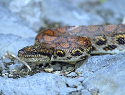 Rainbow Boa