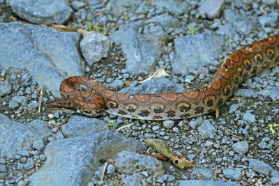 Rainbow Boa