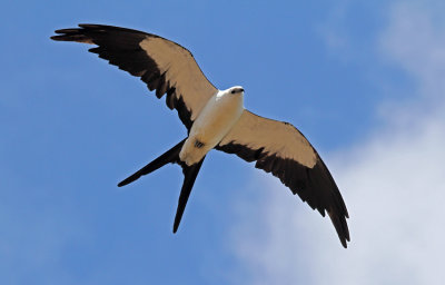 Raptors-Kites