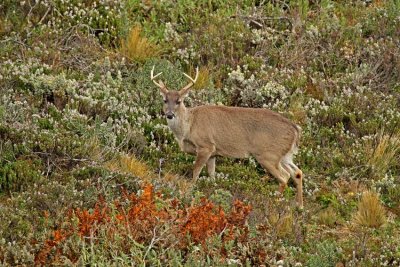 White-tailed Deer