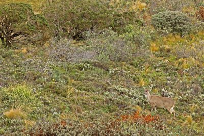 White-tailed Deer