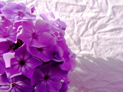 Tte de phlox