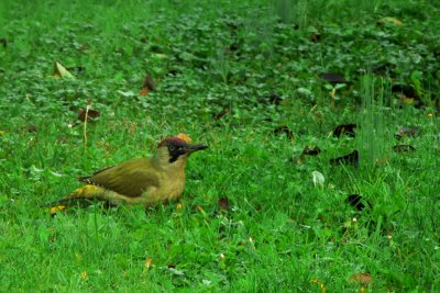 Un pic-vert dans mon jardin