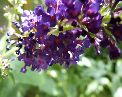 Fleur de buddleia