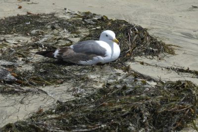 DSC_7161.jpg