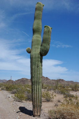 DSC_7622.jpg