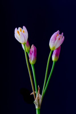 IMG_3390_PBase.jpg