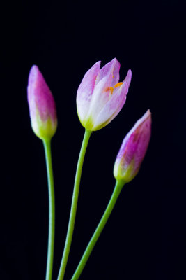 IMG_3403-Edit_PBase.jpg