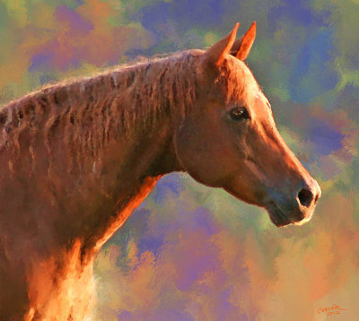 Skip In Morning Light