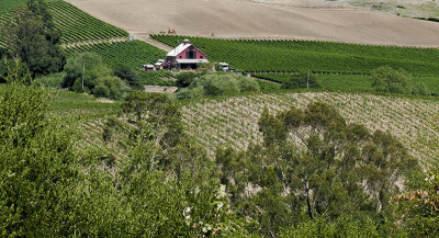 Vineyard cooperative