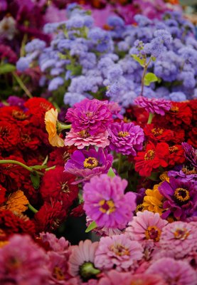 Flowers at the Farmer's Market