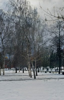 Birches - Alexandrovskii Park