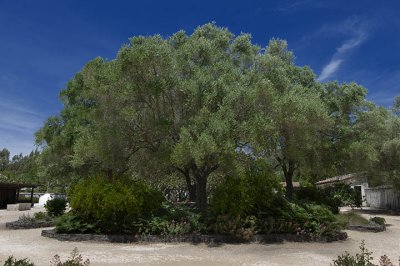 Small grove behind the mission