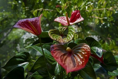 Exotic flowers in the trees