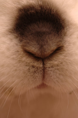 BiBi - A Bunny Photo A Day