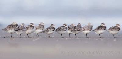 Sanderling - Drieteenstrandloper