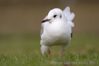 Black-headed Gull - Kokmeeuw - Larus ridibundus