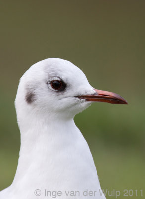 Black-headed Gull - Kokmeeuw - Larus ridibundus