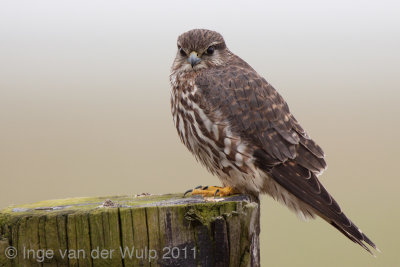 Merlin - Smelleken - Falco columbarius