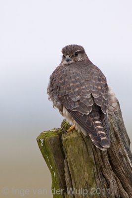 Merlin - Smelleken - Falco columbarius