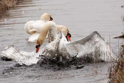 Mute Swan - Knobbelzwaan - Cygnus olor