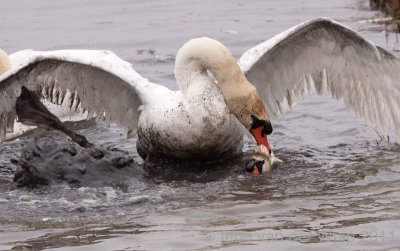 Mute Swan - Knobbelzwaan - Cygnus olor