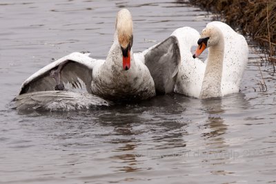 Mute Swan - Knobbelzwaan - Cygnus olor