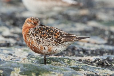 Knot - Kanoet - Calidris canutus
