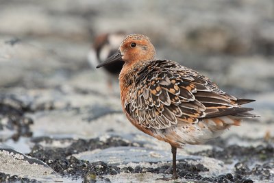 Knot - Kanoet - Calidris canutus