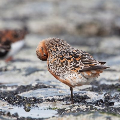 Knot - Kanoet - Calidris canutus