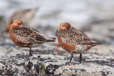 Knot - Kanoet - Calidris canutus