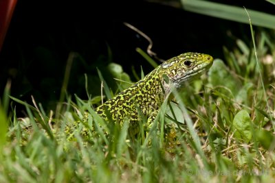 Green lizard - Smaragdhagedis - Lacerta viridis
