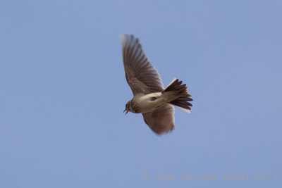 Sky lark - Veldleeuwerik- alauda arvensis