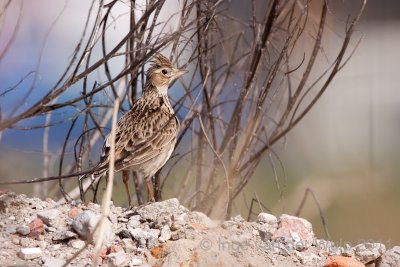 Sky lark - Veldleeuwerik- alauda arvensis