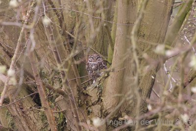 Little owl - Steenuil - Athene Noctua