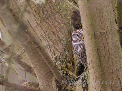 Little owl - Steenuil - Athene Noctua
