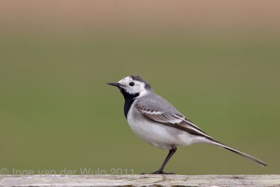White Wagtail - Witte Kwikstaart - Motacilla alba